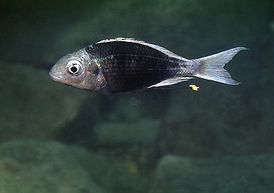 Ophthalmotilapia ventralis 'Chimba'